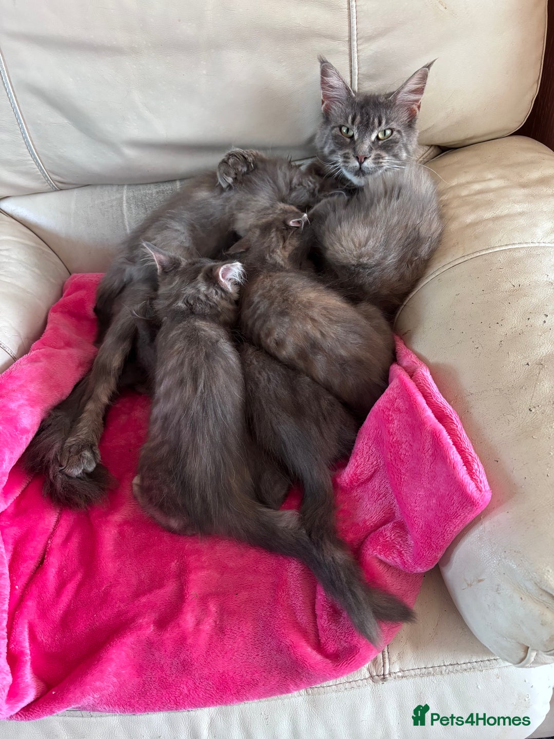 Ragcoon cats for sale: Beautiful Maine Coon x Ragdoll Kittens  Available - Image 8