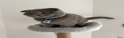 Scottish Fold cats for sale: One Scottish Boy for Sale  - Advert 9