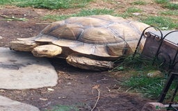 Tortoise reptiles for sale: Male sulcata tortoise 10 years old - Image 13