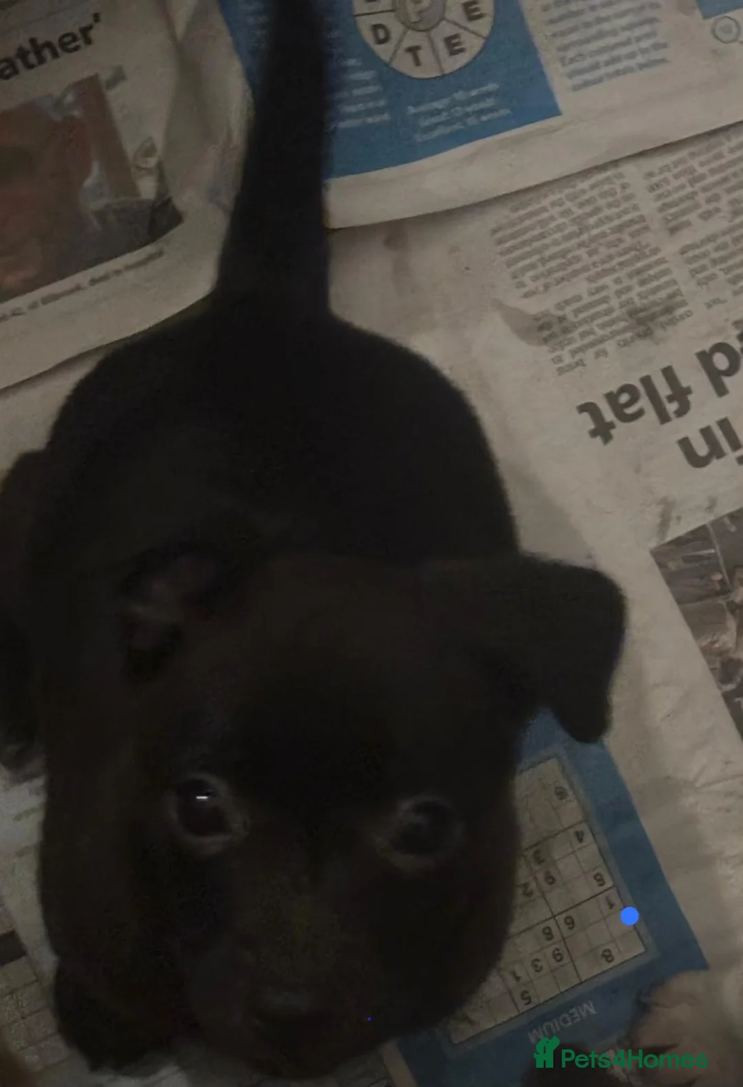 Jack Russell dogs for sale: Jack Russel pups  - Advert 8