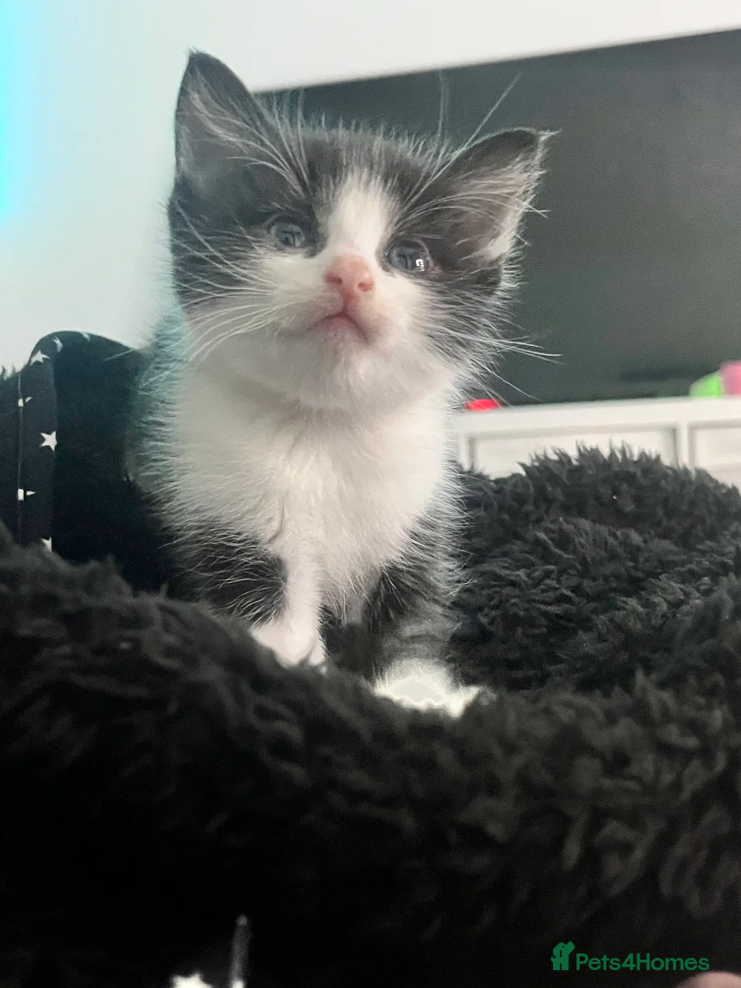 Mixed Breed cats for sale: CUTE KITTENS FOR SALE - Advert 9