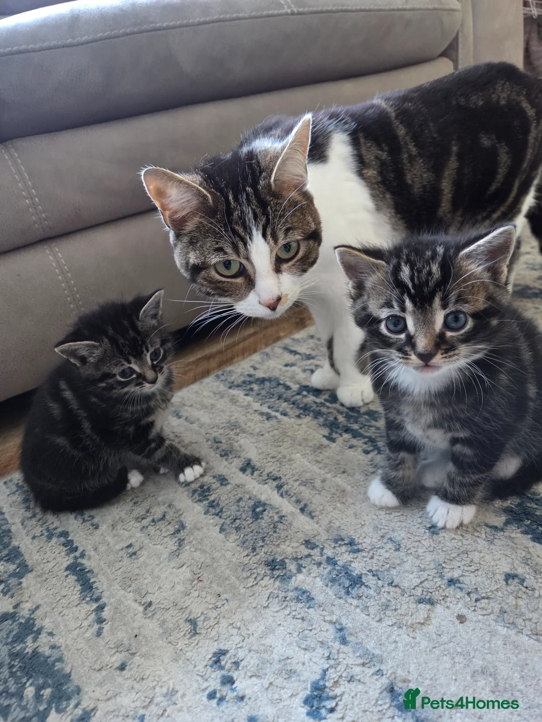 Mixed Breed cats for sale: 3 kittens for sale - Advert 2