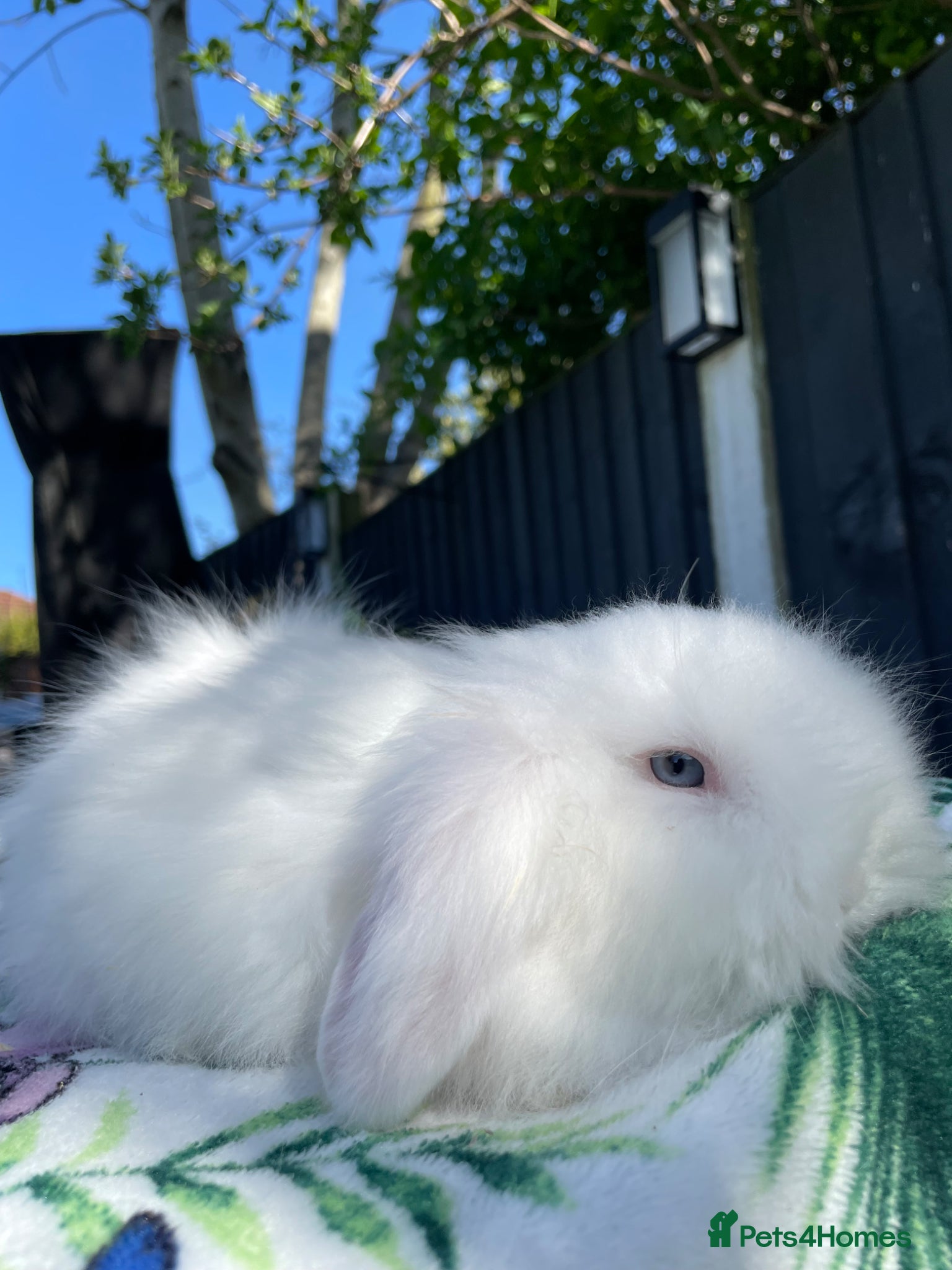 Mini Lion Lop rabbits Stunning TeddyWidder Babies - Advert 5
