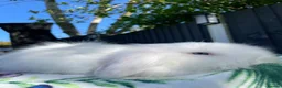 Mini Lion Lop rabbits for sale: Stunning TeddyWidder Babies  - Advert 5