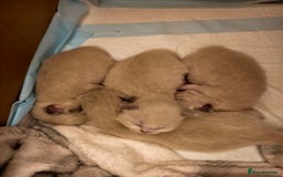 Ragdoll cats for sale: Beautiful Ragdoll Kittens Ready for Sale! - Advert 24