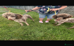 Standard Poodle dogs for sale: Gorgeous Chocolate Standard Poodle Ladies  - Image 3