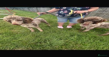 Standard Poodle dogs - Advert 2