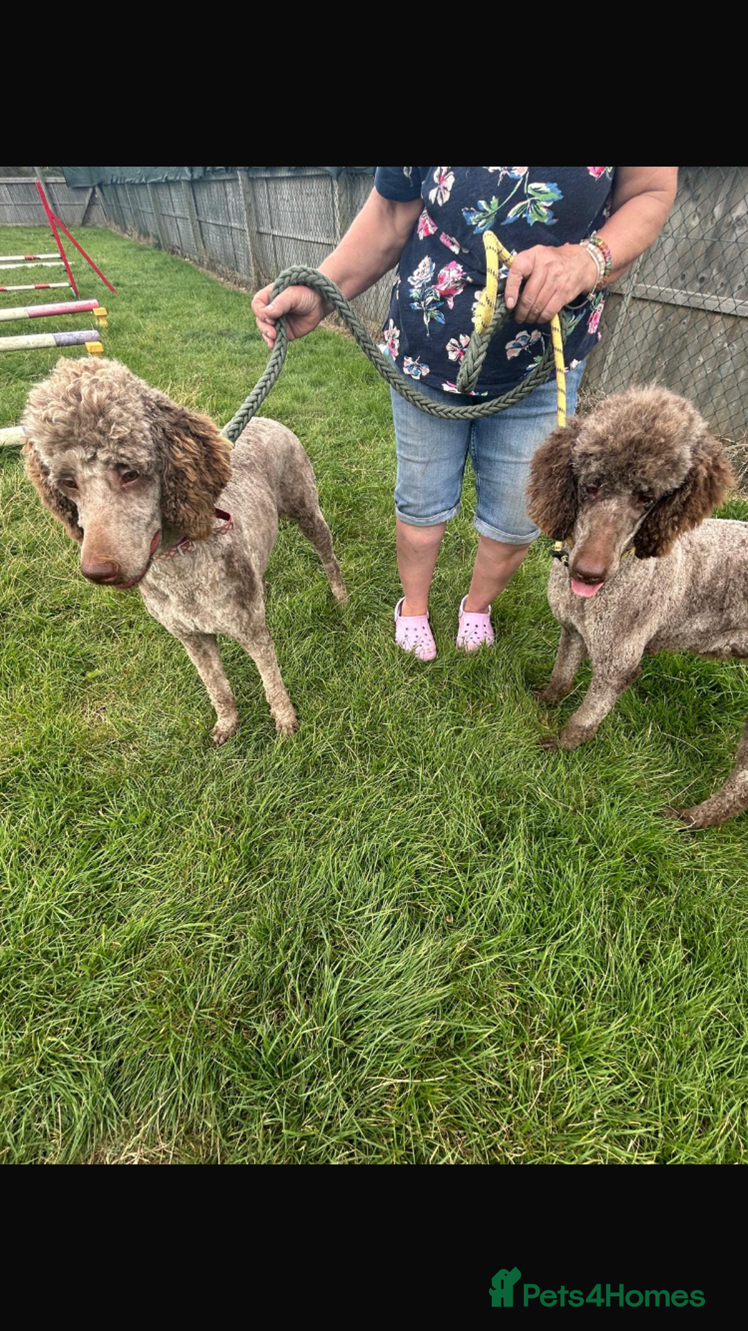 Standard Poodle dogs for sale: Gorgeous Chocolate Standard Poodle Ladies  - Image 3