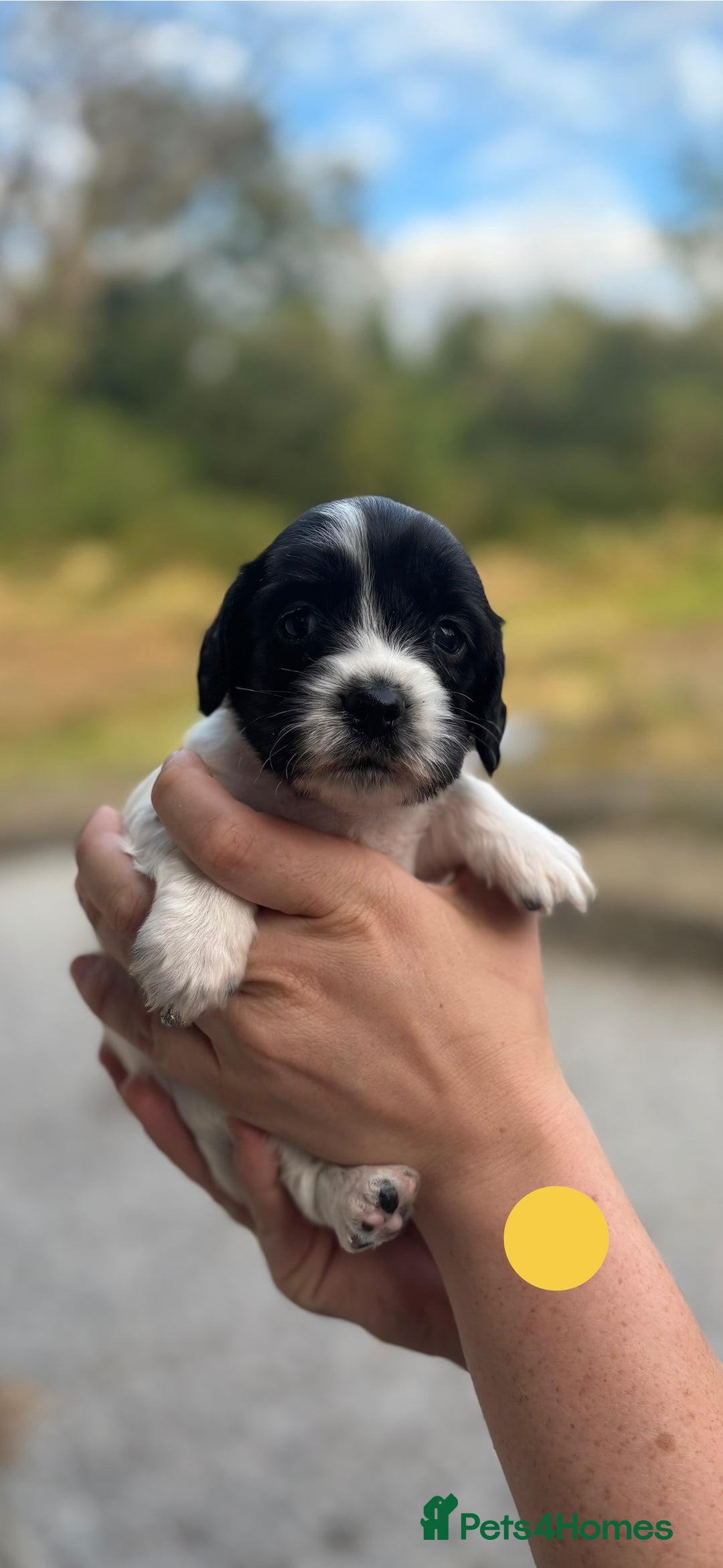 English Springer Spaniel dogs for sale: 🐾 Pedigree English Springer Spaniel Puppies 🐾 - Image 16