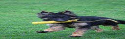 German Shepherd dogs for sale: Lovely gsd female top pick - Advert 1