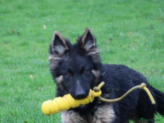 German Shepherd dogs Lovely gsd female top pick - Advert 1