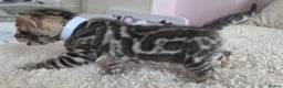 Bengal cats for sale: Georges Tica registered Bengal kittens  - Advert 13