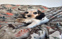 Cocker Spaniel dogs for sale: Show Cocker Spaniel Puppies  - Image 17