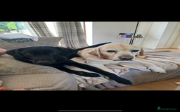 Labrador Retriever dogs for sale: Chunky Black Labrador puppies  - Image 23