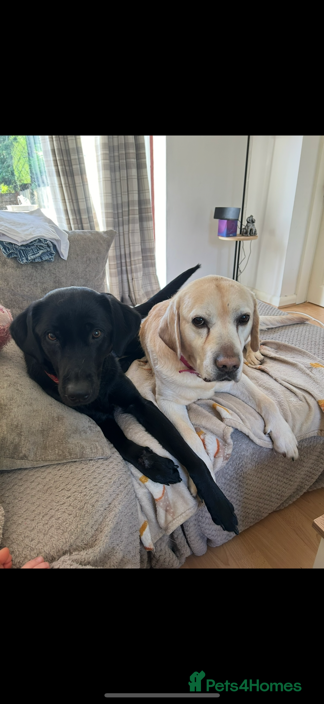 Labrador Retriever dogs for sale: Chunky Black Labrador puppies  - Image 23