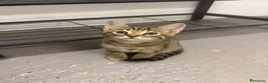 Bengal boy