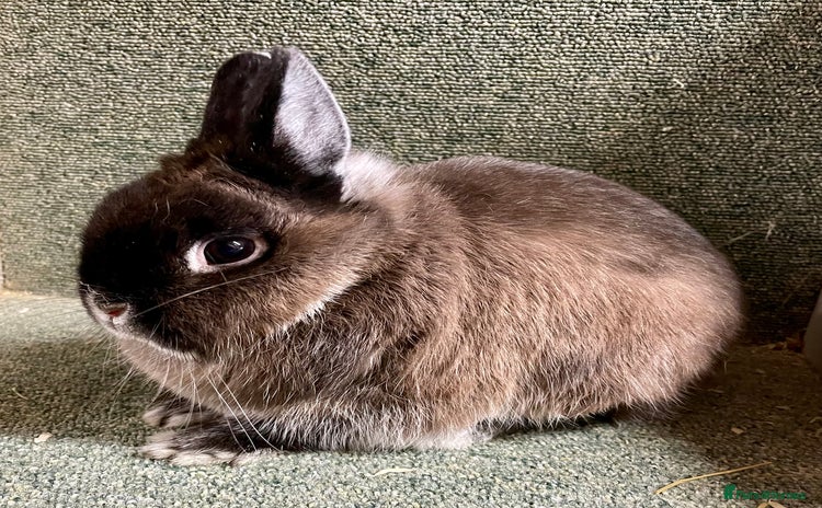 Mini Lop rabbits - Advert 5