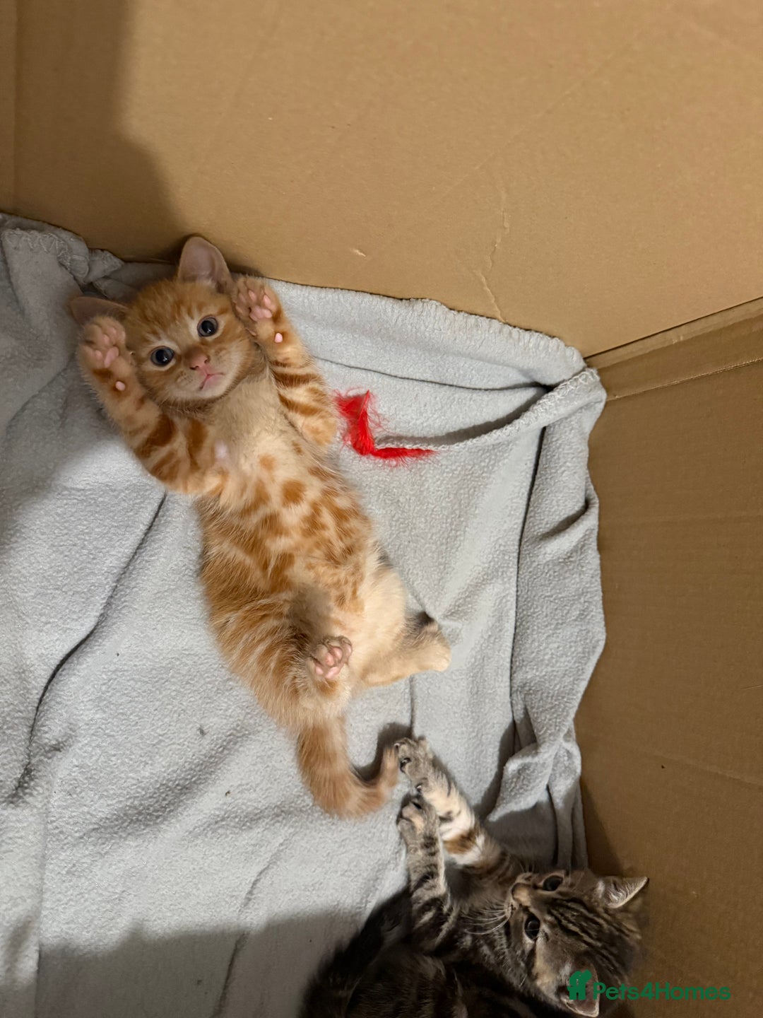 British Shorthair cats for sale: Gorgeous kittens  - Advert 25