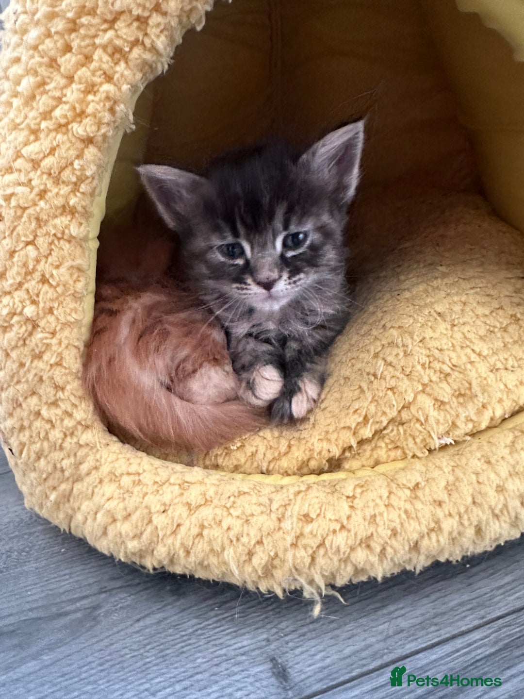 Maine Coon cats for sale: Maincoone kittens - Advert 11