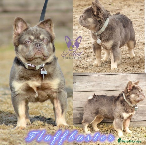 French Bulldog dogs in Halifax - Advert 1