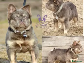 French Bulldog dogs FLUFFBUSTER LILAC & TAN VISUAL FLUFFY STUD in Halifax - Advert 5