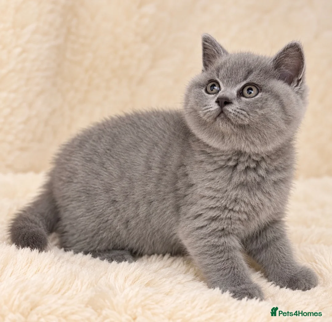 British Shorthair cats for sale: Champion GCCF active blue female  - Advert 1