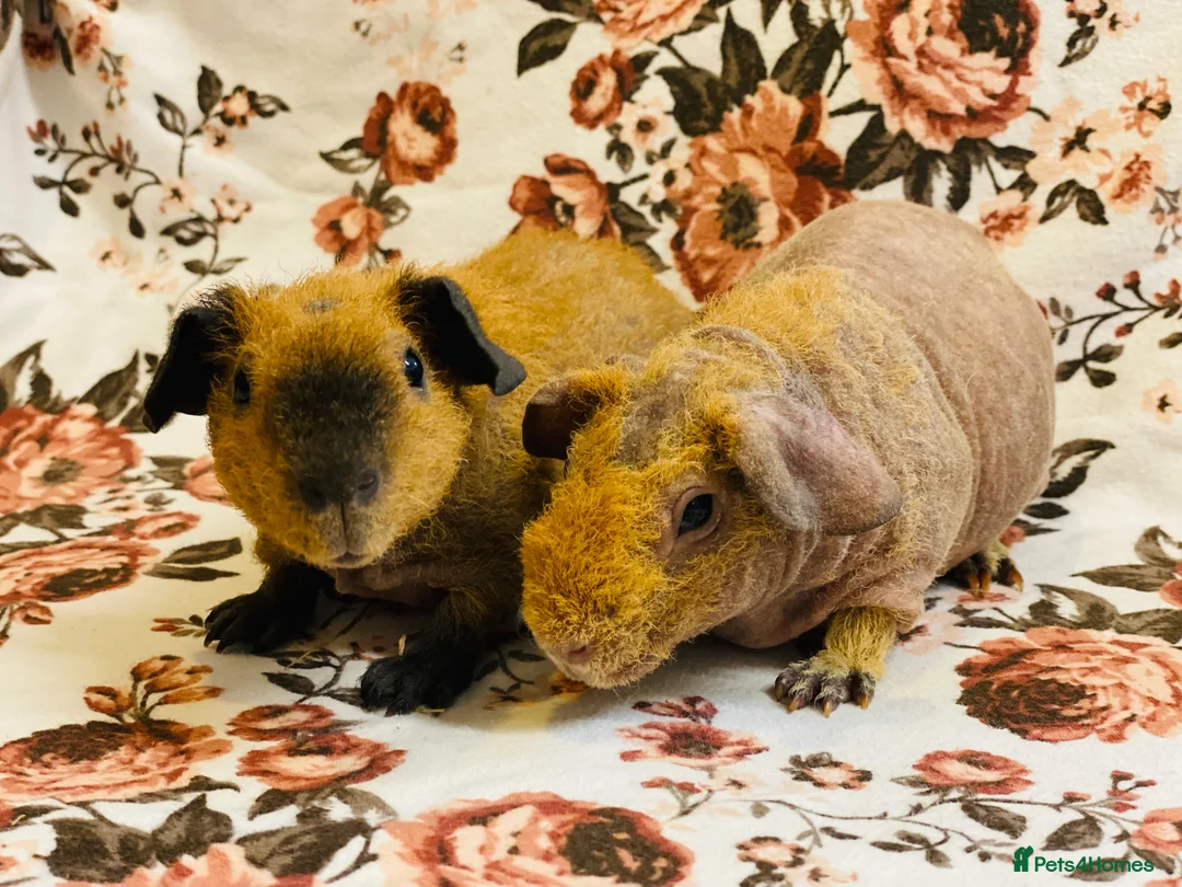 Guinea Pig rodents for sale: Stunning pedigree skinny pig and werewolf brothers - Advert 1
