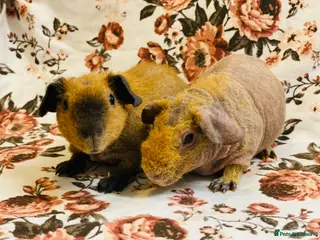 Guinea Pig rodents Stunning pedigree skinny pig and werewolf brothers - Advert 1
