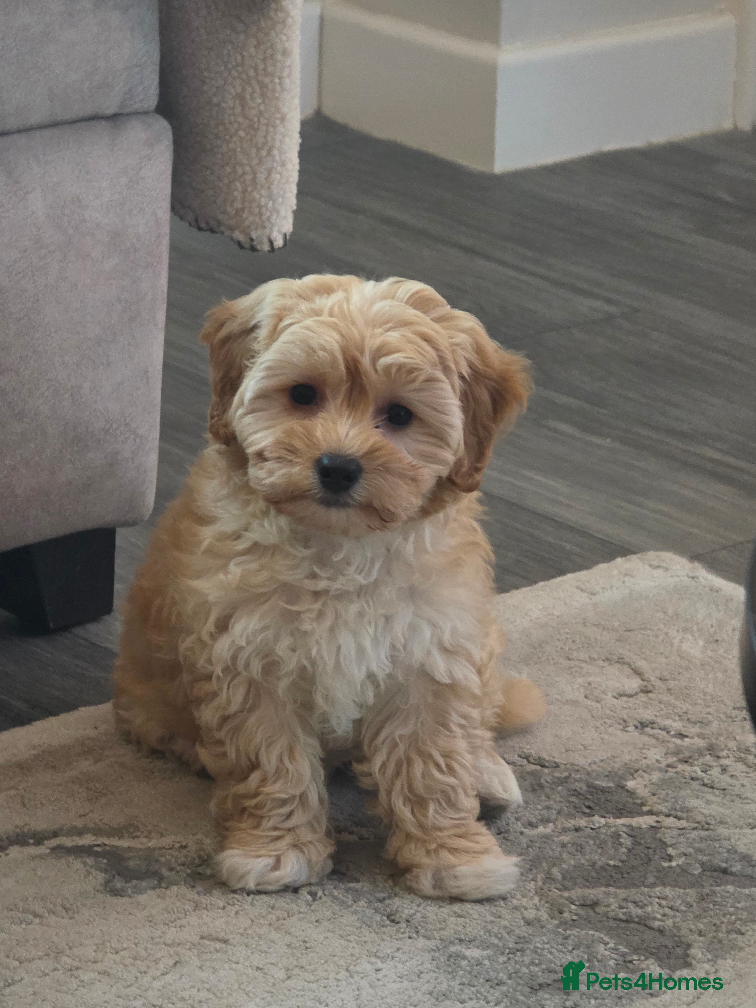 Cavapoo dogs  need to re-home my gorgeous 12 week old Cavapoo - Advert 1