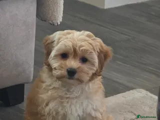 Cavapoo dogs need to re-home my gorgeous 12 week old Cavapoo - Advert 1