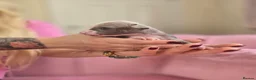 Chinese Crested dogs for sale: ✨🐾 EXQUISITE & RARE CHINESE CRESTED PUPPIES 🐾✨ - Advert 40