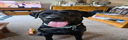 Labrador Retriever dogs for stud: For stud  in Hartlepool - Advert 1