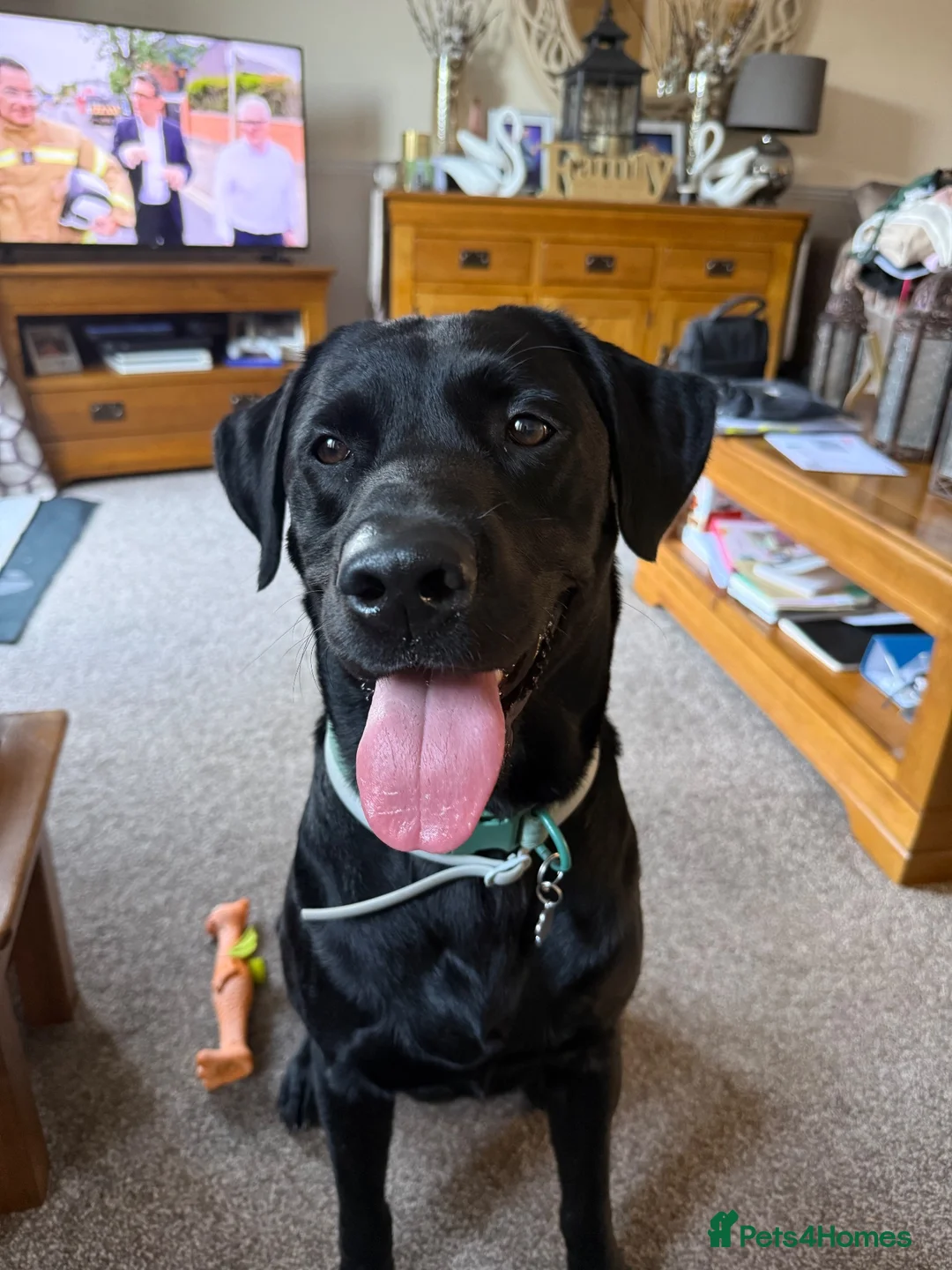Labrador Retriever dogs for stud: For stud  in Hartlepool - Advert 1