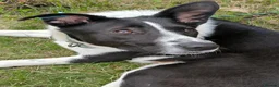 Mixed Breed dogs for adoption: ❤️🐶 RIABA – THE COMPANION EVERY FAMILY DREAMS OF in Burton-on-Trent - Advert 27