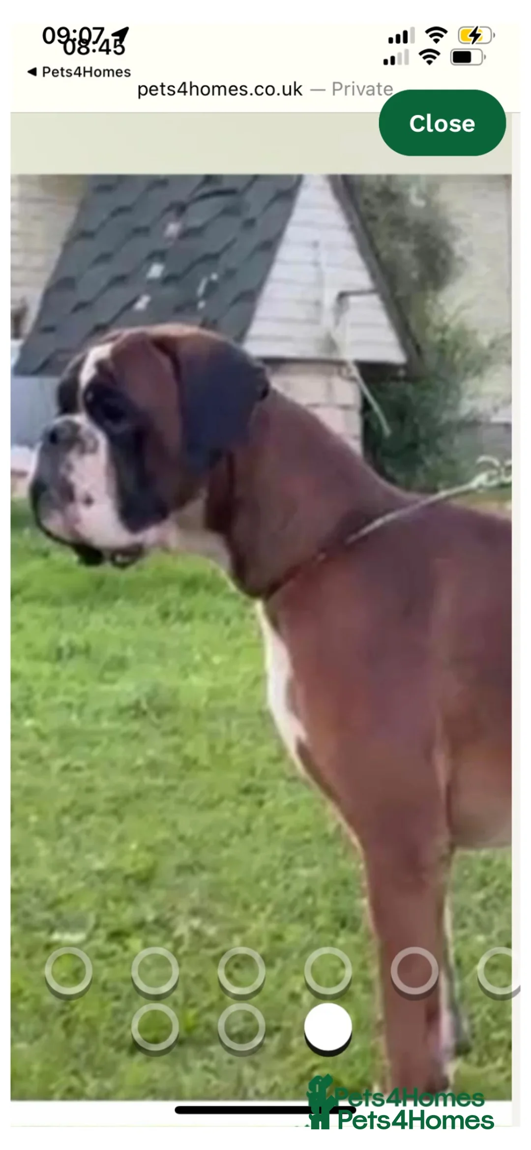 Boxer dogs for stud: Extensively Health Tested European Stud - Advert 2