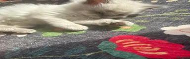 Grey collar male