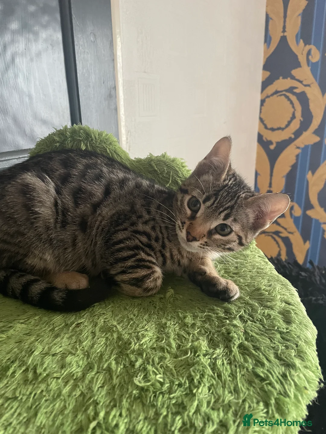 Bengal cats for sale: ❤️INTRODUCING 4 BEAUTIFUL FELINES KITTENS ❤️ - Advert 5