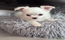 Chihuahua dogs for sale: READY 📣BEAUTIFUL LONG COAT CHIHUAHUA PUPPIES 🐶 - Image 11