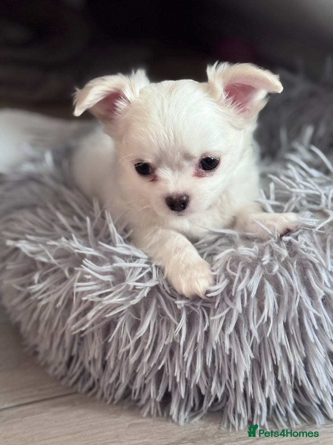 Chihuahua dogs for sale: READY 📣BEAUTIFUL LONG COAT CHIHUAHUA PUPPIES 🐶 - Image 11