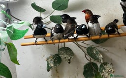 Finches birds for sale: Finches / mannikins / siskins / parrot finch  - Advert 4