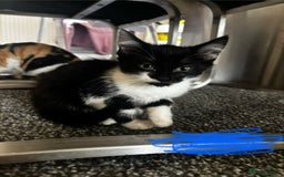 Mixed Breed cats for sale: 9 amazing kittens for rehoming (free) - Image 4