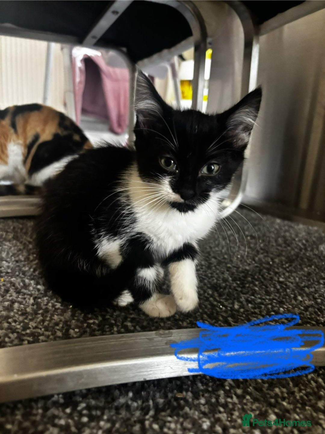 Mixed Breed cats for sale: 9 amazing kittens for rehoming (free) - Image 4