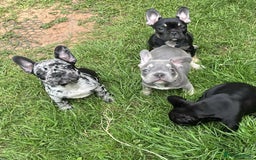French Bulldog dogs for sale: French Bulldogs  - Image 31