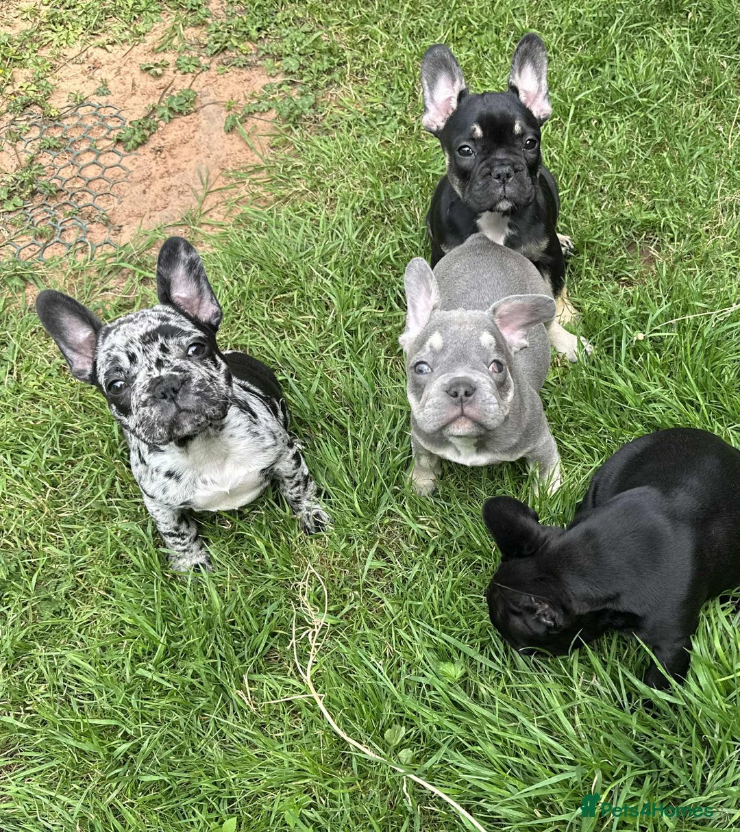 French Bulldog dogs for sale: French Bulldogs  - Image 31