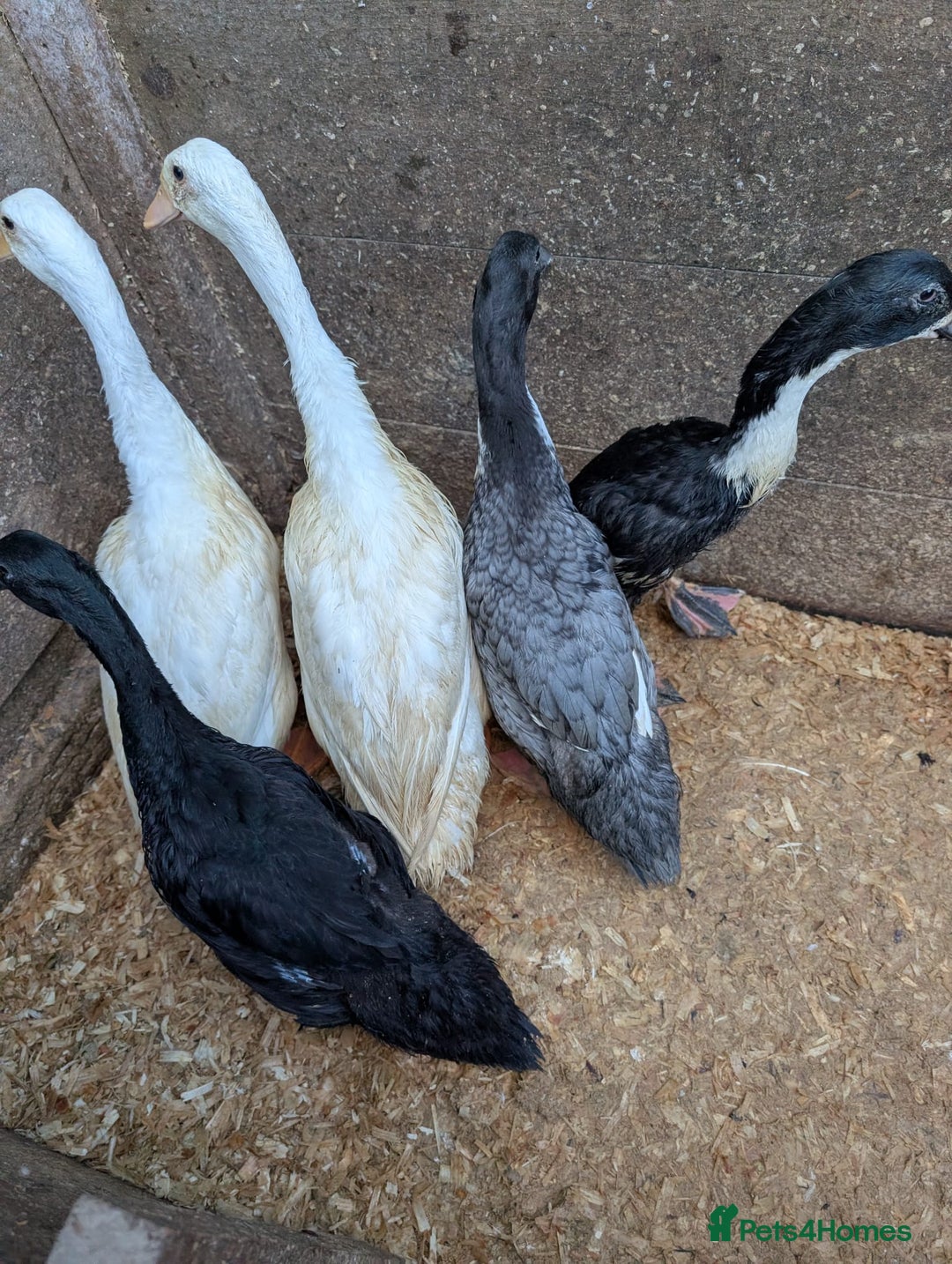 Mixed Breed poultry for sale: Indian runner ducklings and Silkies  - Advert 1