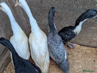 Mixed Breed poultry Indian runner ducklings and Silkies - Advert 1