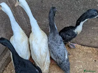 Mixed Breed poultry Indian runner ducklings and Silkies - Advert 13