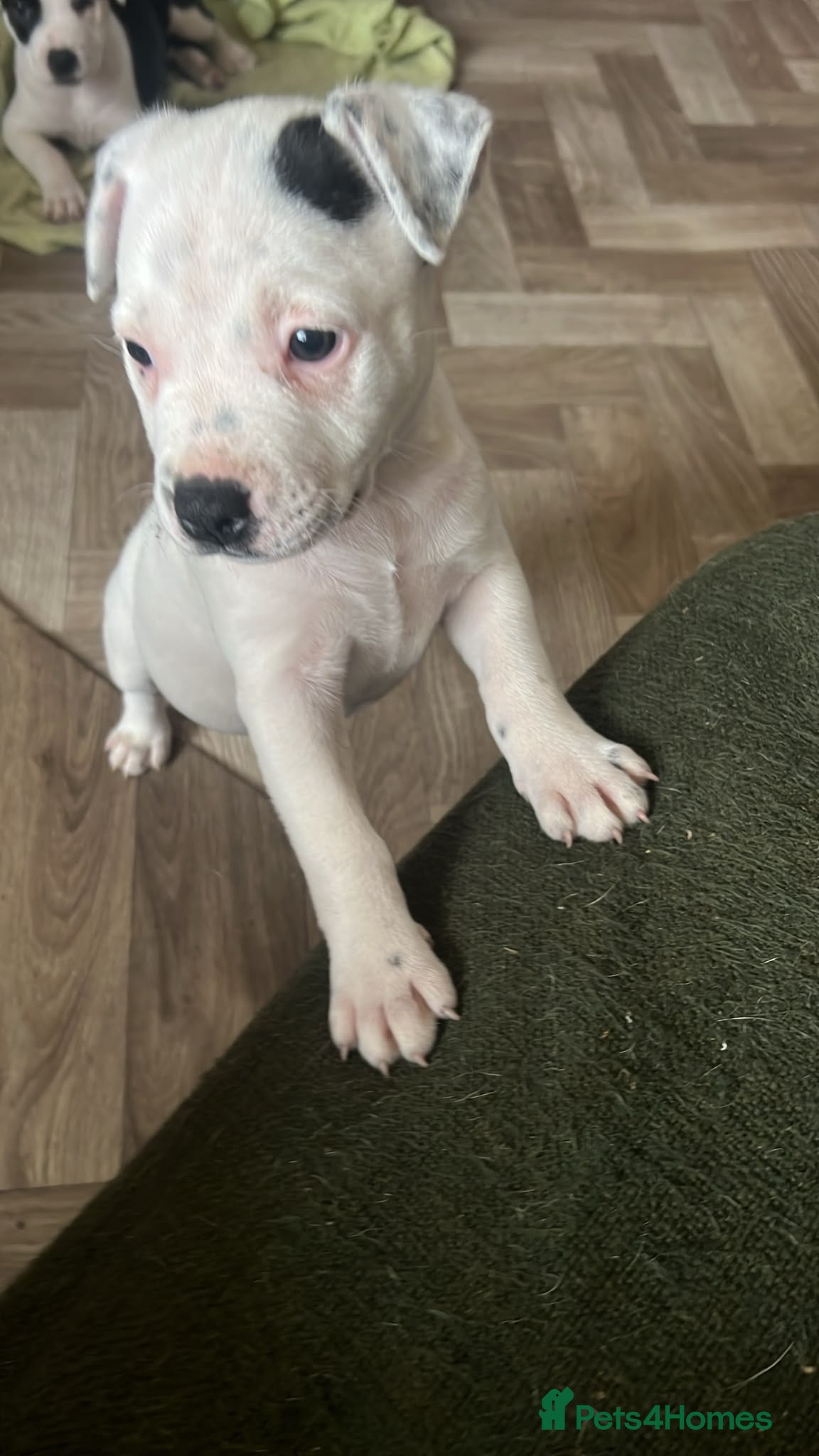Staffordshire Bull Terrier dogs 🐾 Adorable Amstaff Puppies –  ❤️ - Advert 1