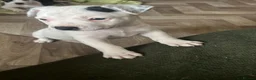 Staffordshire Bull Terrier dogs for sale: 🐾 Adorable Amstaff Puppies –  ❤️ - Advert 1