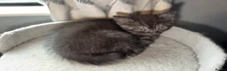 Mixed Breed cats for sale: Domestic x British short hair kitten - Advert 6
